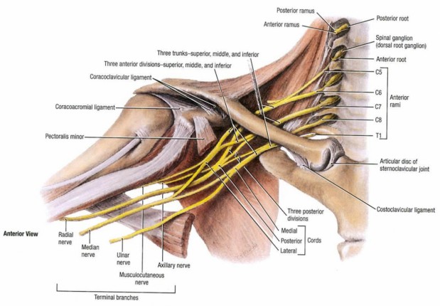 Anatomie plexus brachialis