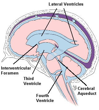 Anatomie hersenkamers