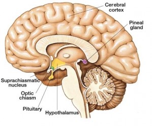 Anatomie van de derde ventrikel en pineaalklier