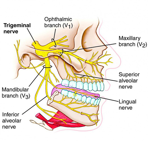 Nervus trigeminus anatomie